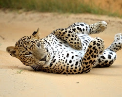 Leopards in Udawalawe National Park