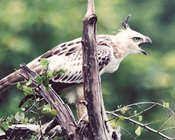 Birds in Udawalawe National Park