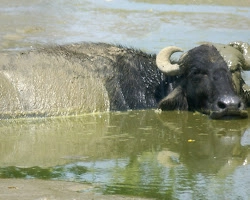 Water buffalo in Udawalawe National Park