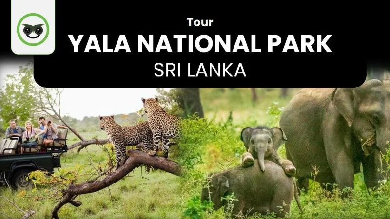 Tour Yala National Park