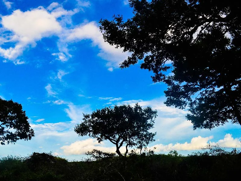 Bundala National Park Evening