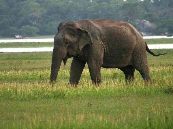 Elephant in Kumana National Park