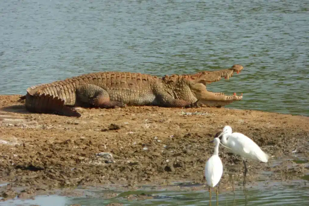 A crocodile lying on a mud bank beside water with its jaws open, and two white wading birds in the shallows in front of it