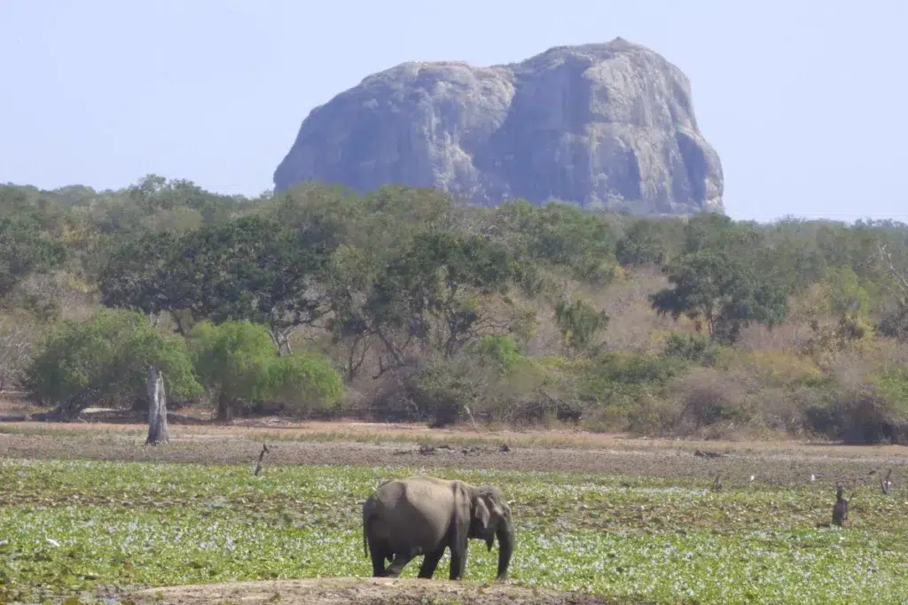 An elephant grazing on open ground covered in low green plants, with trees and a large bare rock outcrop behind it