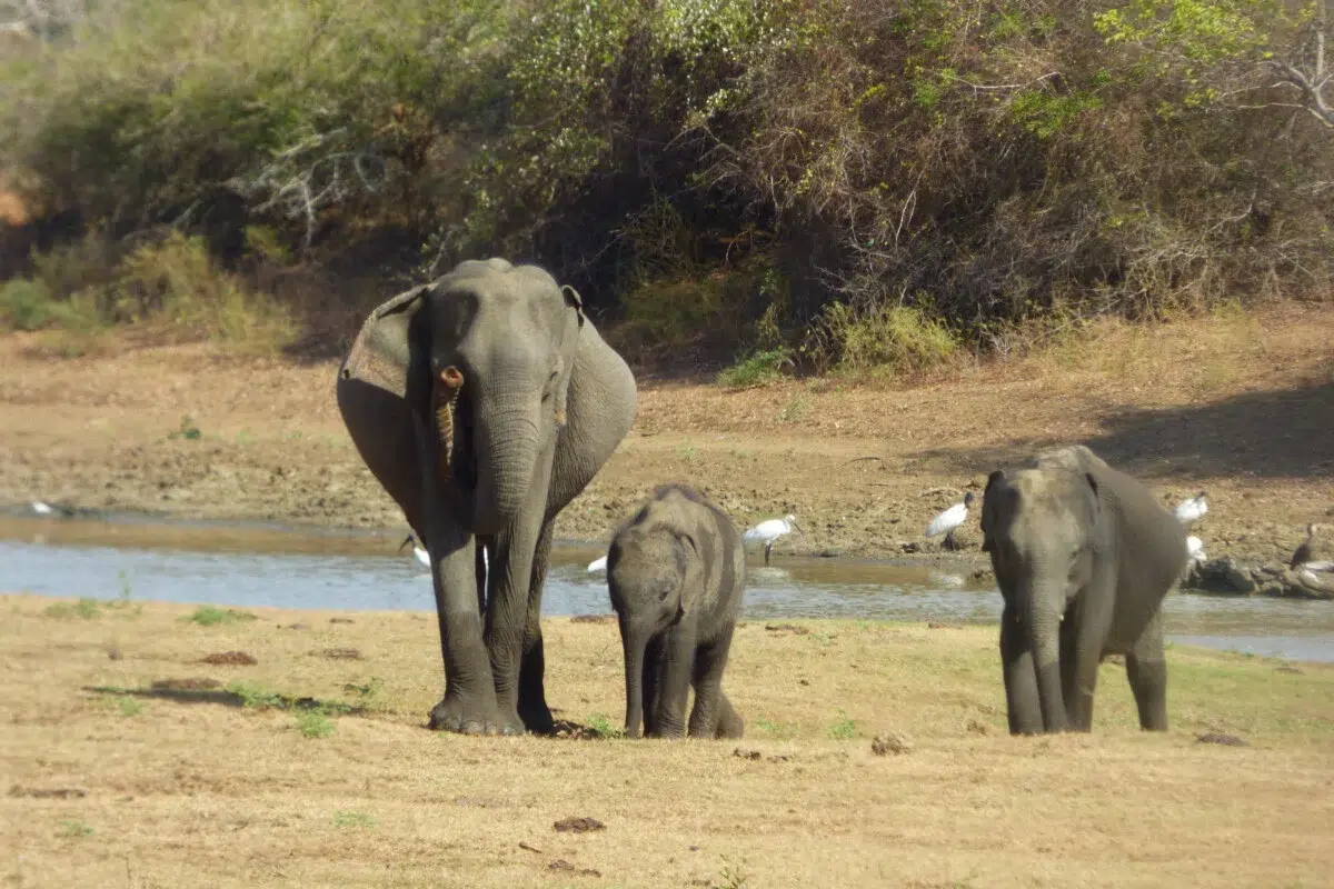 Elephant family with two calves walking along a riverbank in Sri Lanka
