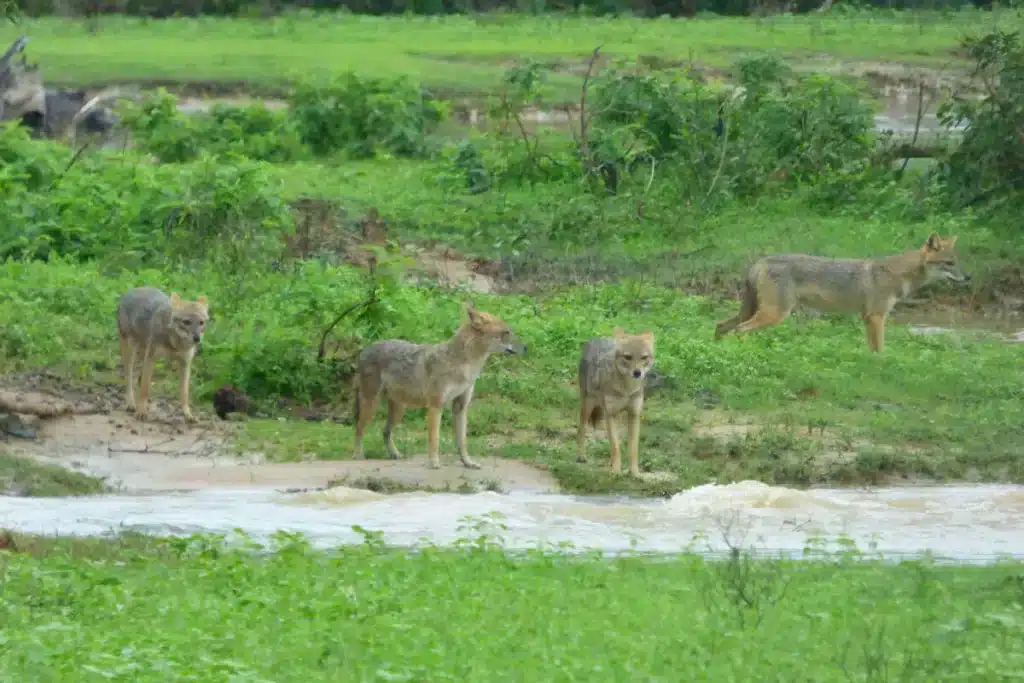 Four jackals stand on wet grass and mud beside a fast brown stream, with green scrub behind them
