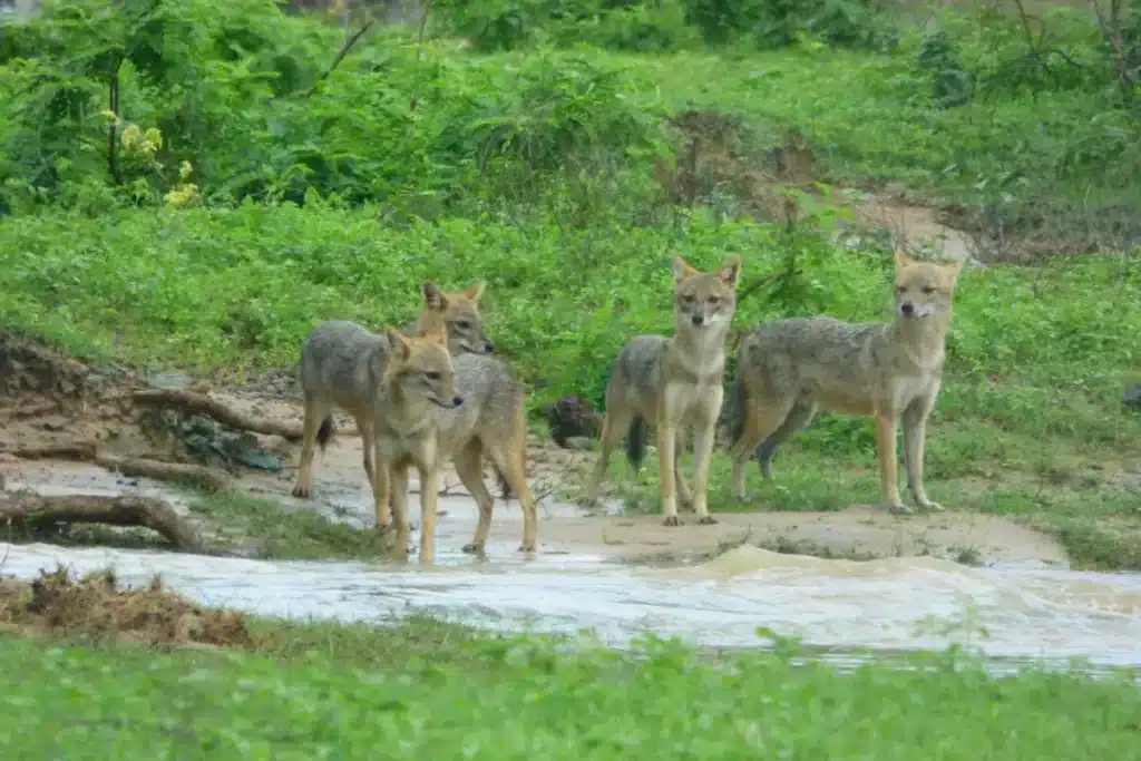 Four jackals with grey and tawny coats stand on a sandy bank beside fast-flowing muddy water, with green grass and bushes behind them