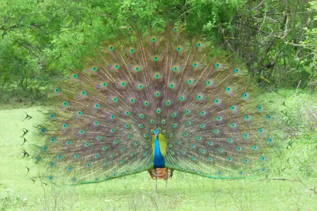 A peacock with its tail feathers raised in a full fan, standing in green grassland