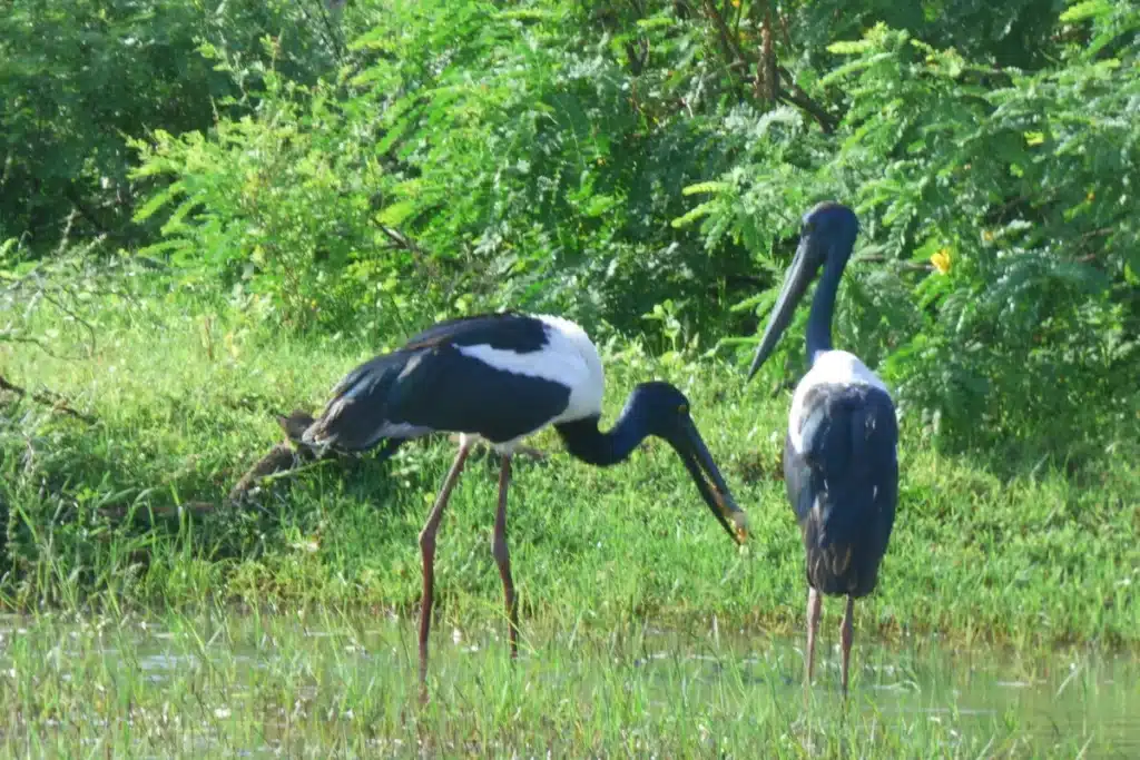Two large storks with glossy dark heads and necks, white and black bodies and long reddish legs stand in shallow water at the edge of long grass