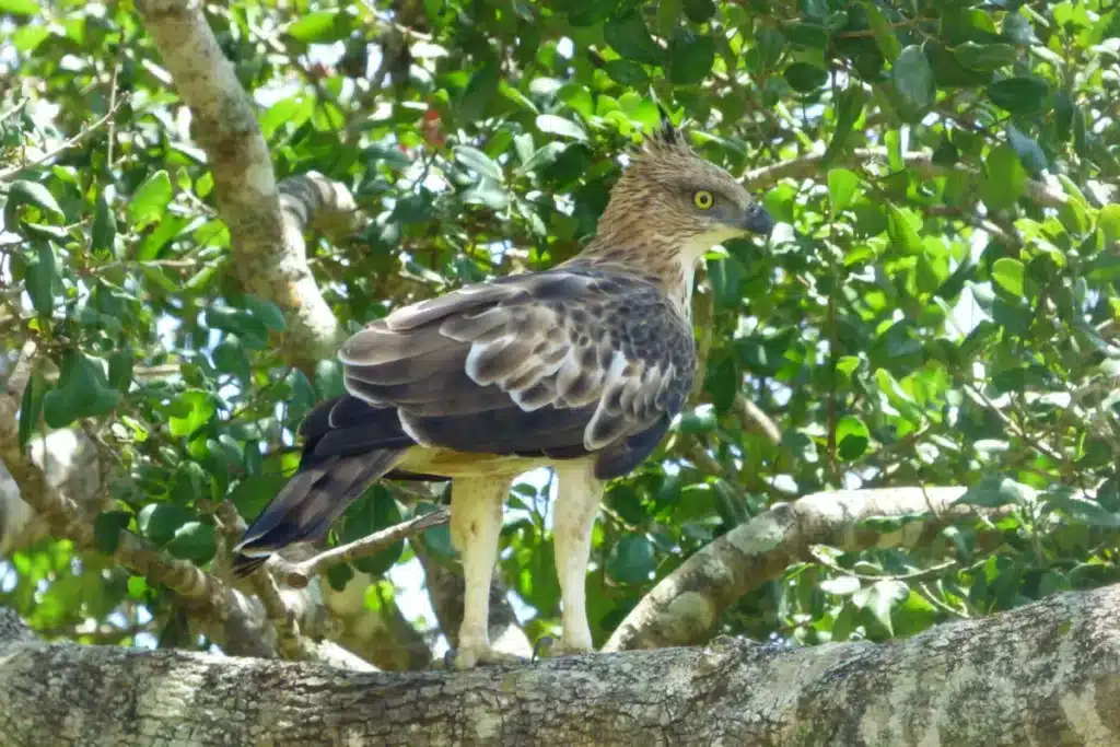 A brown bird of prey with a dark crest, a yellow eye and white feathered legs standing on a thick branch among green leaves