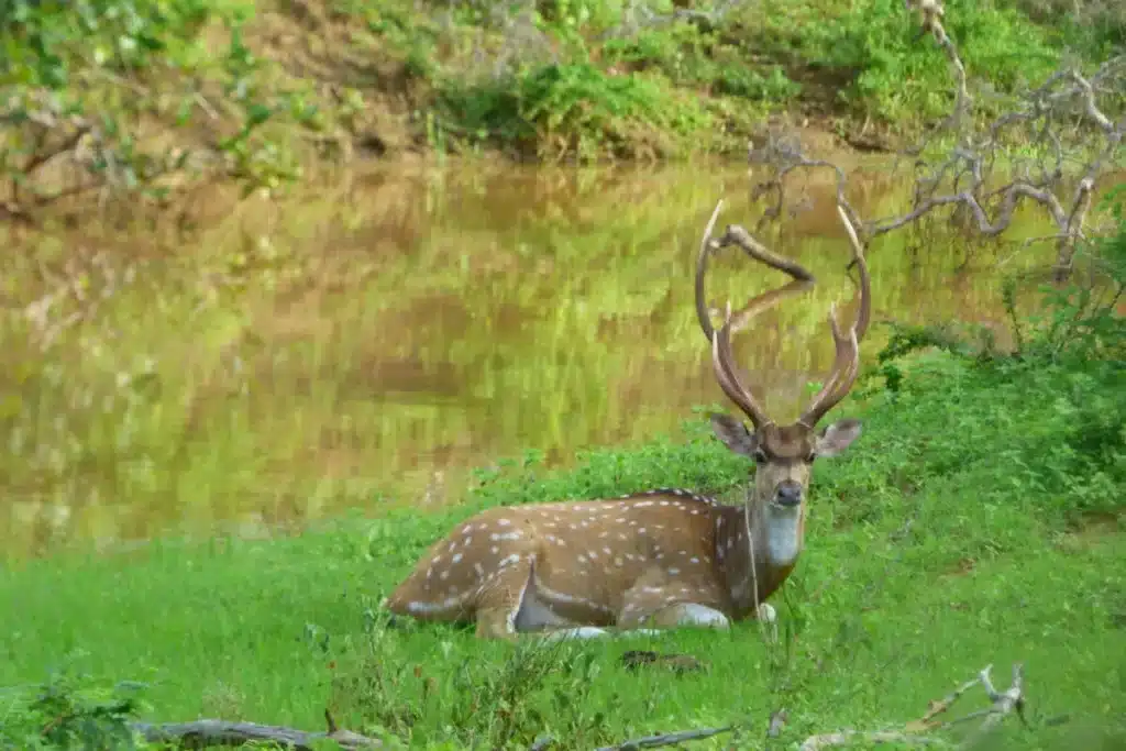 A spotted deer stag with tall branched antlers lies on bright green grass, with a pool of still brown water behind it