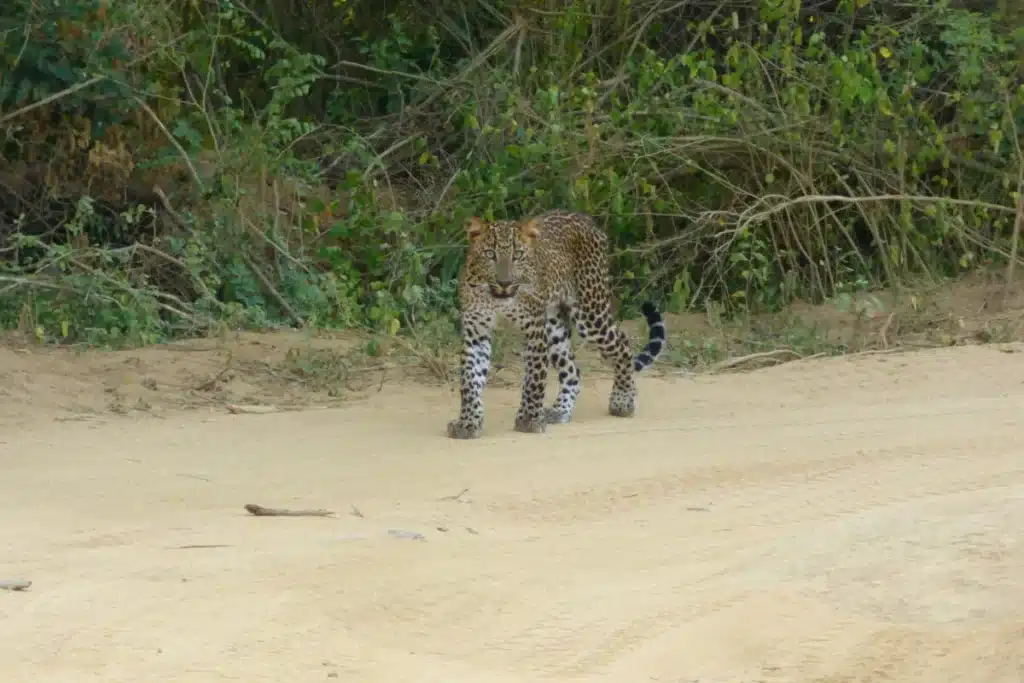 A leopard walking across a sandy track towards the camera, with dry scrub and bushes behind it