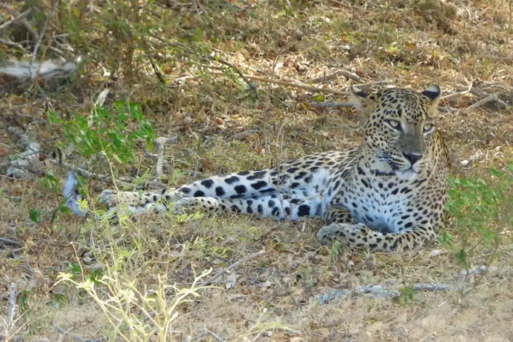 A spotted leopard lying in dry grass and leaf litter under low shrubs, looking towards the camera