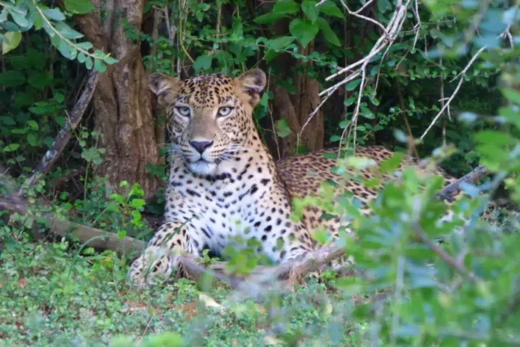 A leopard resting in a tree in Yala National Park