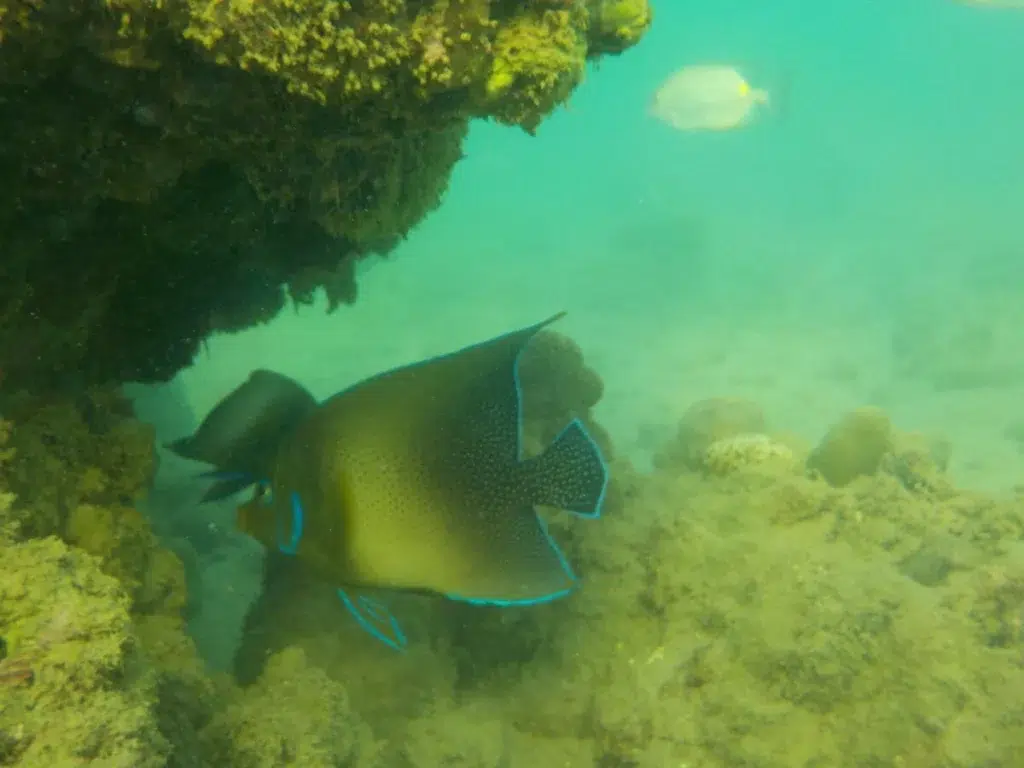 A large dark yellow fish with blue-edged fins swimming beside a coral overhang underwater