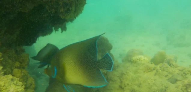 Snorkeling Tour Sri Lanka, Marine life