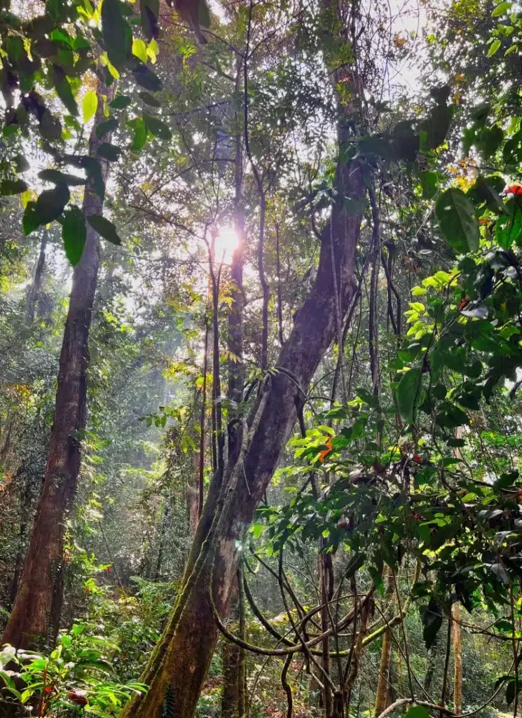 Sinharaja Rainforest