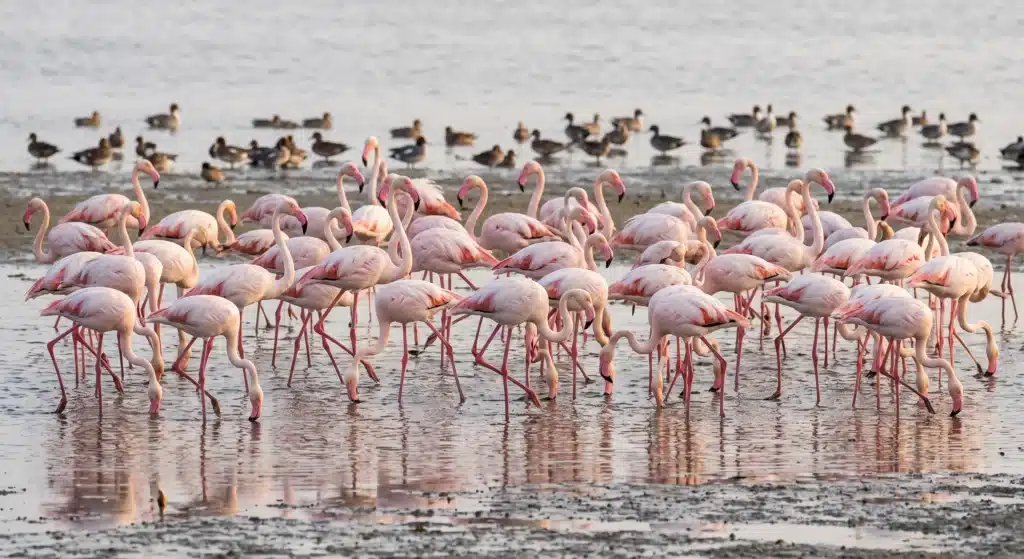 birding trips in February