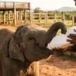 elephant orphanage sri lanka