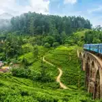 A blue passenger train traveling over the historic Nine Arch Bridge in Ella surrounded by vibrant tea plantations.