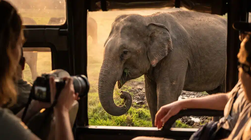 minneriya national park safari