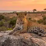 yala national park sri lanka