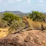 yala national park