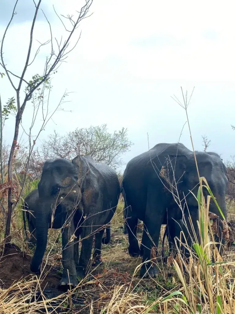 Wild elephants close by among dry grass and scrub